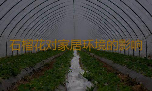 石榴花对家居环境的影响