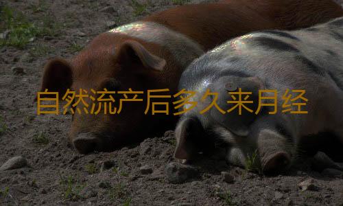 自然流产后多久来月经