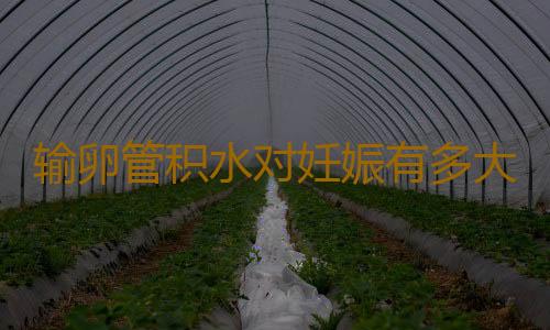 输卵管积水对妊娠有多大影响？