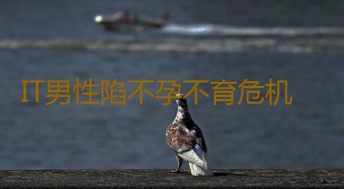 IT男性陷不孕不育危机 生育年龄推迟